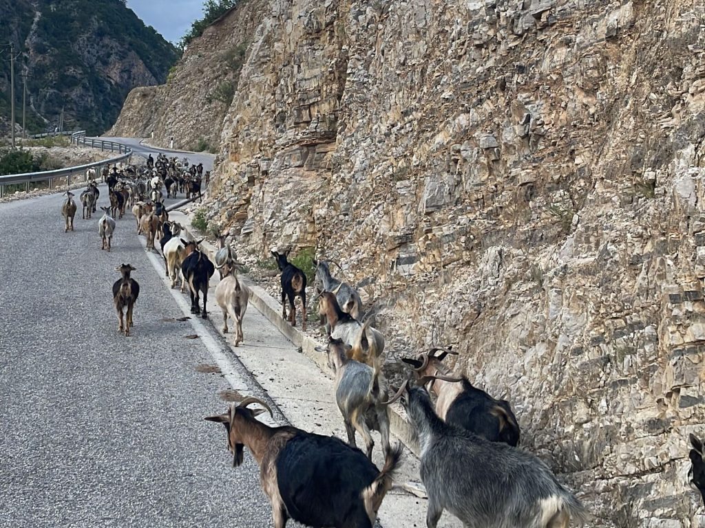Goats being herded in Albania along a winding mountain road.