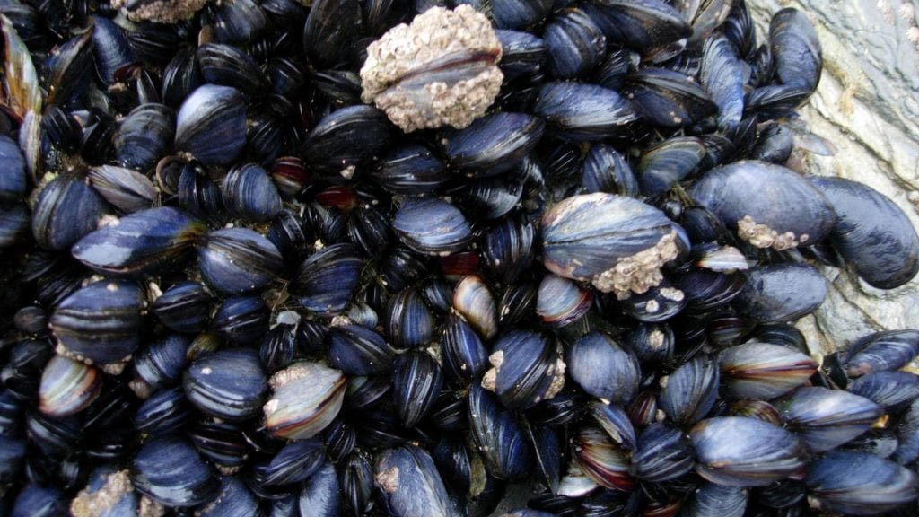 Cornish mussels